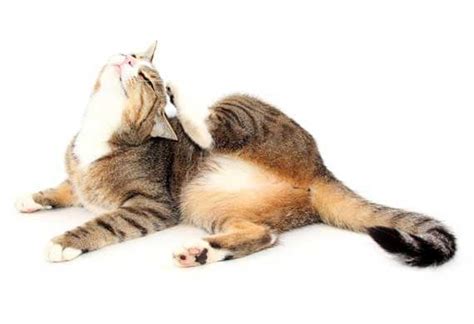 How Did My Cat Get Fleas or Ticks? | petMD