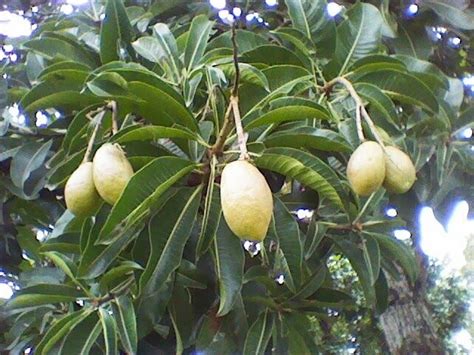 Pin on ABC's of Anacardiaceae