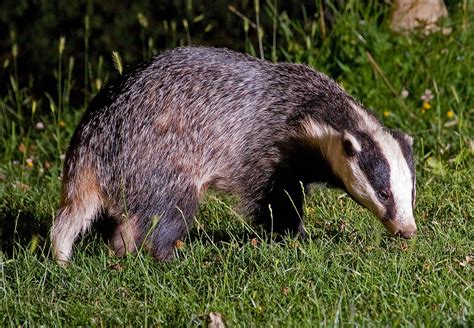 European Badger | Animals Facts & Information | All Wildlife Photographs