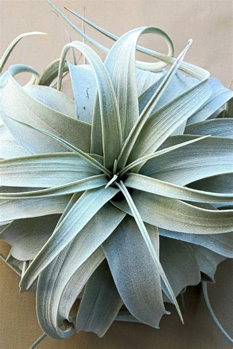 Tillandsia Xerographica Care - How to Grow the Large Air Plant