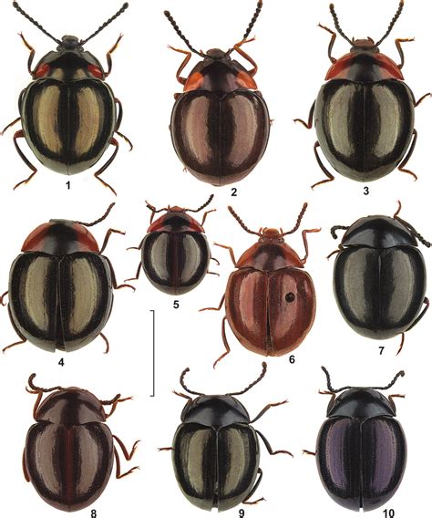 Dorsal views of Crypsis species. (1) C. bimaculatus, Meghalaya ...