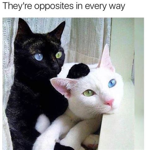 19 White Cat Memes | QuotesHumor.com