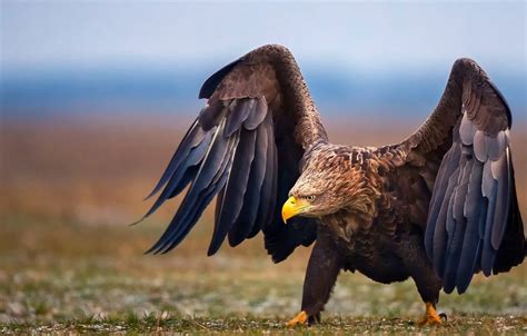 Wallpaper Eagle, bird, wings, animal images for desktop, section животные - download