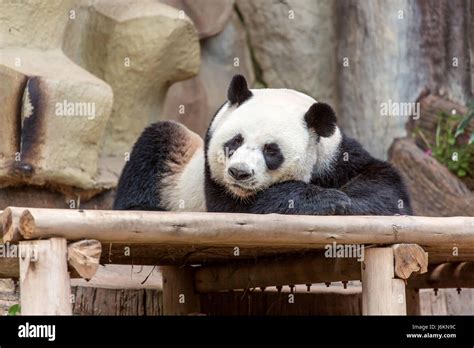 Panda gigante comiendo bambú Fotografía de stock - Alamy