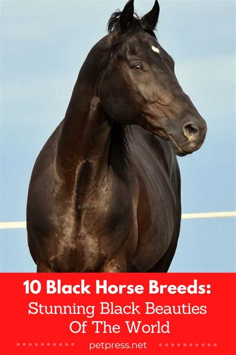 10 Black Horse Breeds: Stunning Black Beauties Of The World