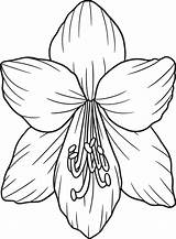 Amaryllis Flower Coloring Page For Adults 11972414 Vector Art At Vecteezy sketch template