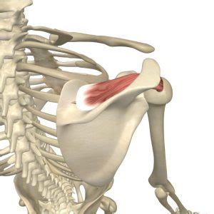 Supraspinatus - Rotator Cuff Muscle - Yoganatomy