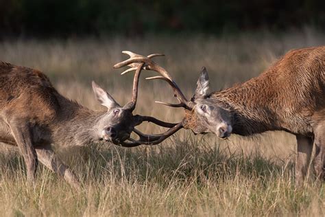 Rutting Deer | Richmond Park | Ed Thorn | Flickr