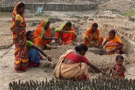 India: A Protective and Nutritive Natural Barrier – Livelihoods Funds