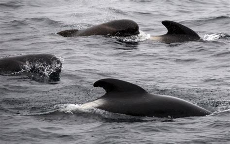 Pilot Whales Show Possible Orca-Mimicking Repertoire - Scientific American