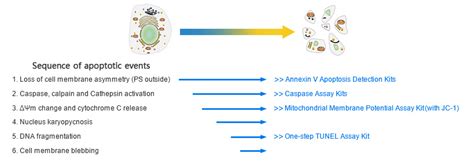 Apoptosis Assay Kits from Elabscience