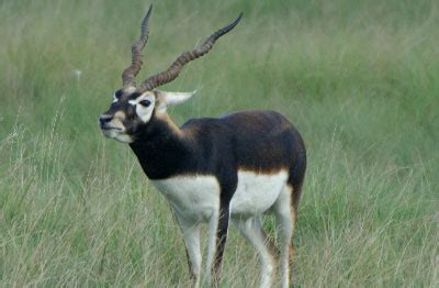 Texas Hill Country Blackbuck Antelope Hunts | Flying A Ranch