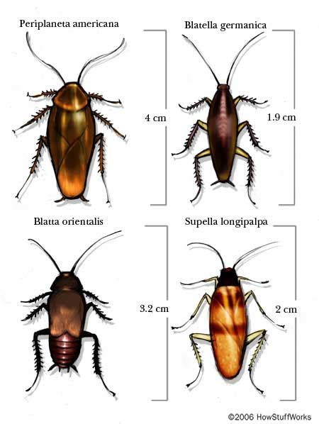 Who Eats Cockroaches | Roach | cockroach | Insect