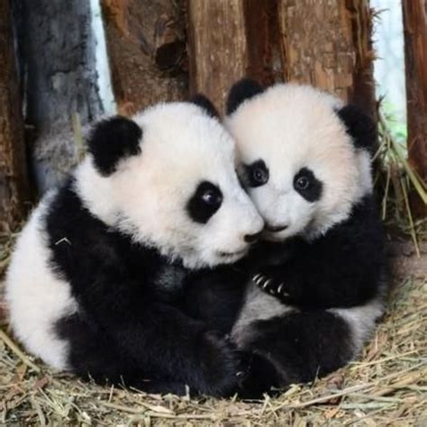 Two twin panda bears holding each other close for comfort. Now, are these not the cutest things ...