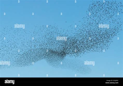 Flocks of starlings hi-res stock photography and images - Alamy