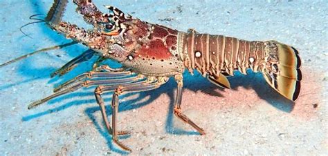 How to Catch Florida Lobster? Lobstering! (Huge Guide)