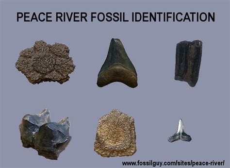 Fossilguy.com: Peace River Fossil Identification