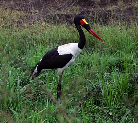 African Animals in Nairobi National Park, Kenya: Colourful Bird