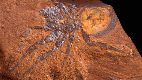 Astonishing 15-Million-Year-Old Spider Fossil Is The Second Largest Ever Found