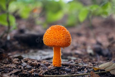 The Botanical of the Orange Color Mushrooms are Growing from the Ground in the Summer Forest ...