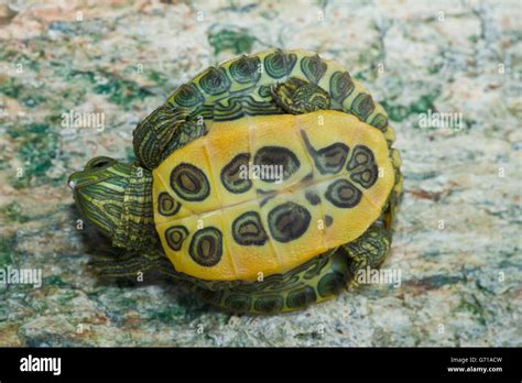 Red-eared Turtle, hatchling, 12 days, with egg tooth / (Trachemys scripta elegans, Pseudemys ...