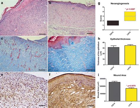 Histology and immunohistochemistry at day 14. a In CG14, we observed a... | Download Scientific ...