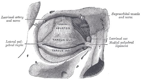 Ligamentum palpebrale mediale - Wikiwand