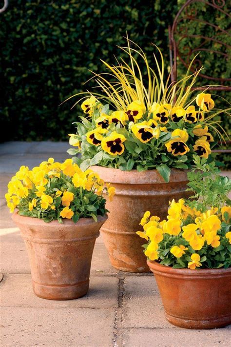 25 Flowers That Thrive In Full Sun | Container garden design, Fall container gardens, Container ...