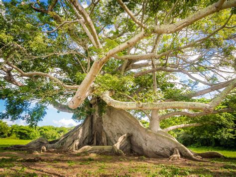 Ceiba Tree Vieques - From my Vieques video https://www.youtube.com/watch?v=UpZ6K3bMgfg | Vieques ...