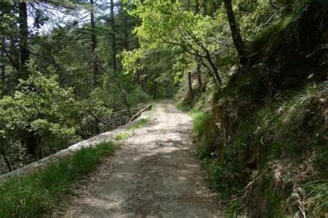 Shimla Water Catchment Wildlife Sanctuary | Mashobra - What to Expect ...