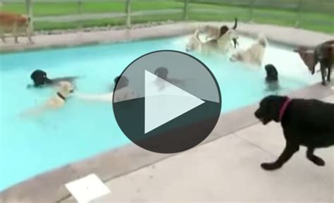 dog pool party - Pet Orb