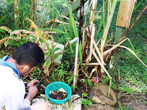 Kebun Bahagia Bersama: Tebu Muda Merah Tukar Kuning