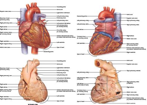 19.7 External Anatomy and Features of the Heart. A drawing and a cadaver photo show the ...