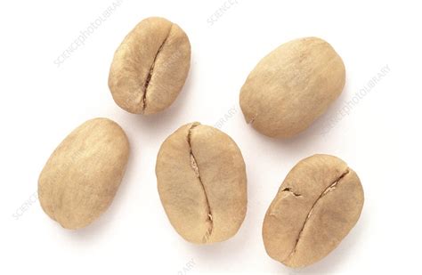 Unroasted coffee beans - Stock Image - H110/3540 - Science Photo Library