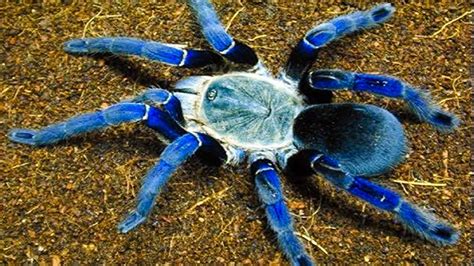 Top 10 Most Venomous Spiders | Simply Amazing Stuff