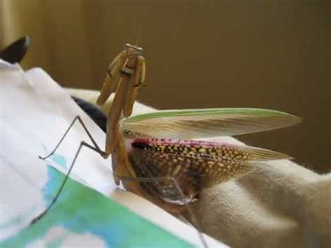 Praying Mantis showing it's beautiful coloured wings. - YouTube