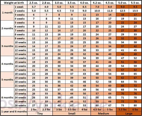 Yorkie Growth Chart and Development Stages