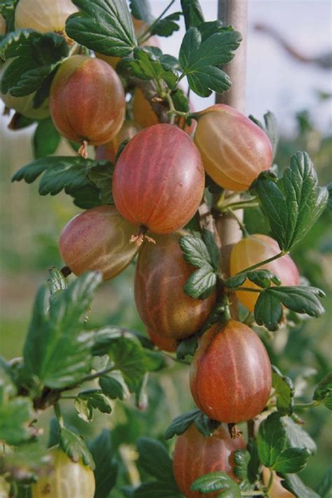 Gooseberry Varieties | Hawkswick Lodge Farm