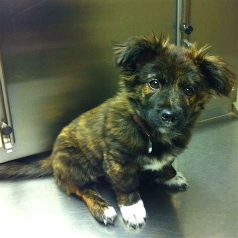 Sheltie-chihuahua mix....cutest dog ever :) | Cute dogs, Cutest dog ...