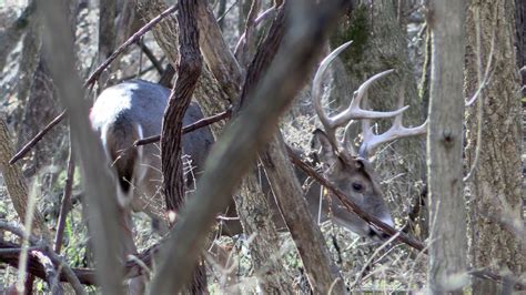 Hole in the Horn Swamp buck chasing Does - YouTube