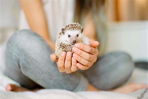 What Is an Exotic Pet?