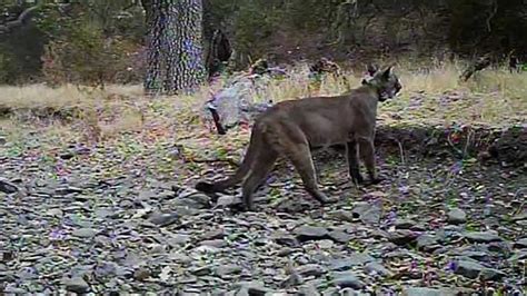 Surveillance video reveals mountain lion spotted in San Francisco ...