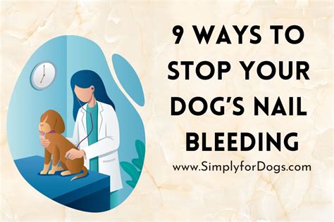 Ways to Stop Your Dog’s Nail Bleeding (Safe Tips) - Simply For Dogs