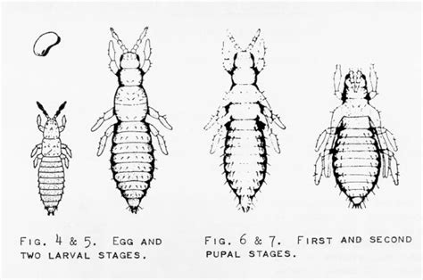 Thysanoptera life stages