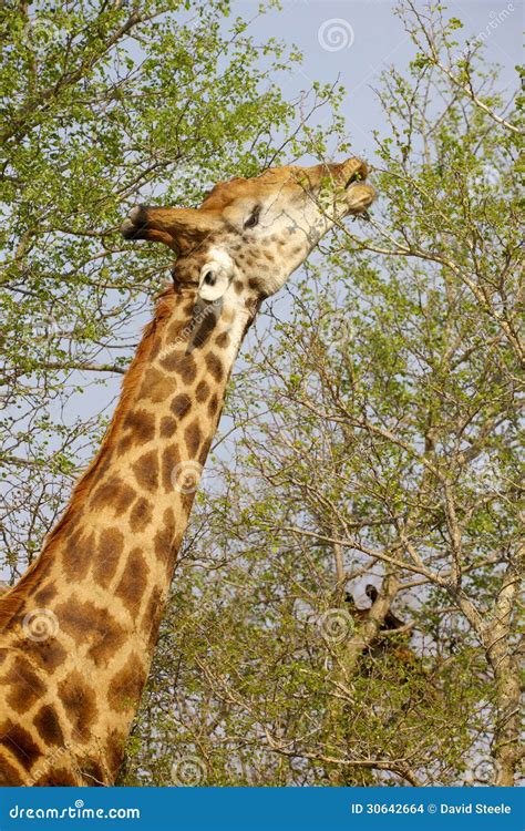 Giraffe Feeding stock photo. Image of wildlife, south - 30642664