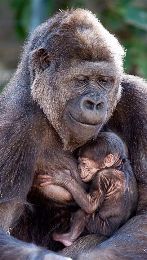 Taronga Zoo gorilla gives birth to adorable baby in Sydney | Daily Mail Online