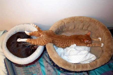 20 Cute & Funny Animal Sleeping Positions - cute animals funny, sleeping animals - Oddee