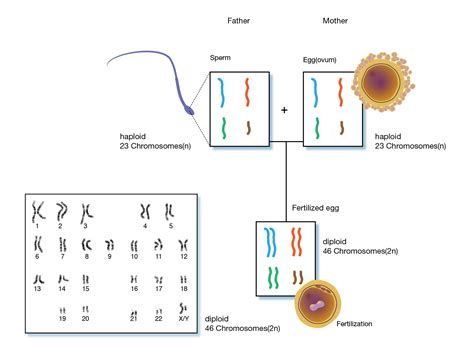 Week 2 - Molecular Biology Part 1 (L51) - Mind Map