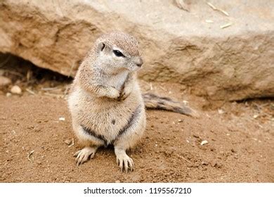 Standing Funny Fat Gopher Front View Stock Photo 1195567210 | Shutterstock