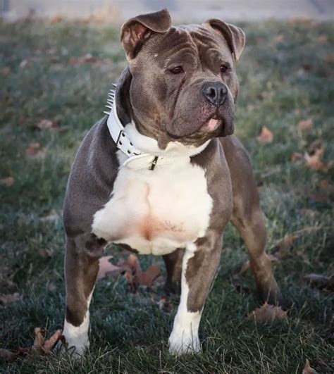 20 Interesting Facts About Blue Nose Pitbull Dog Breed ⋆ American Bully Daily